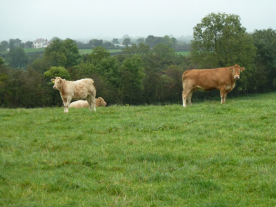 Cows 1