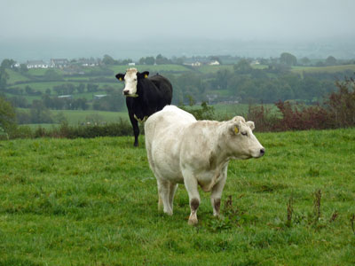 Cows 2